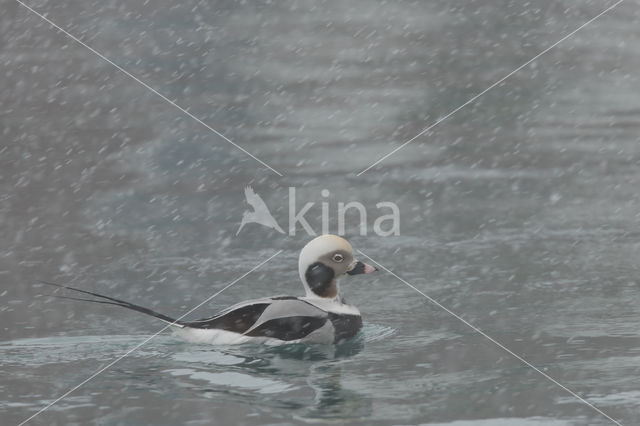 Long-tailed Duck