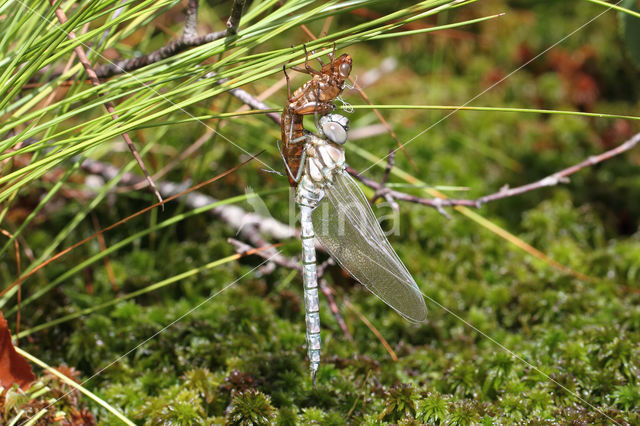 Noordse glazenmaker (Aeshna subarctica)