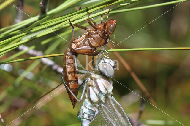 Noordse glazenmaker (Aeshna subarctica)