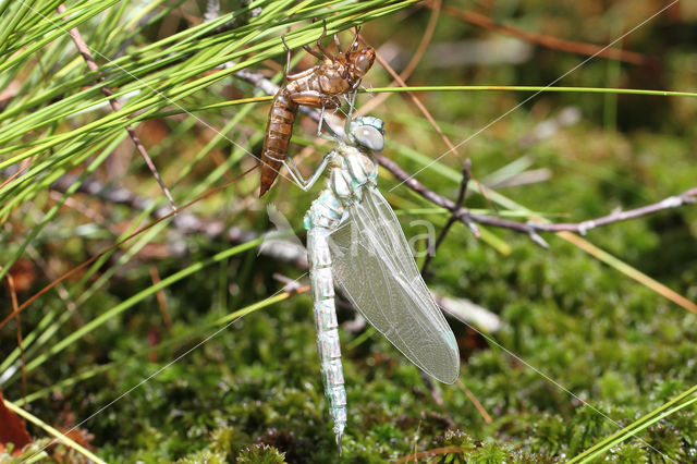 Noordse glazenmaker (Aeshna subarctica)