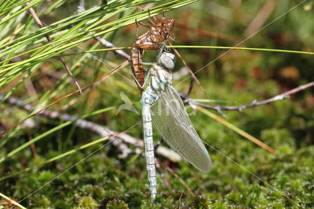 Noordse glazenmaker (Aeshna subarctica)