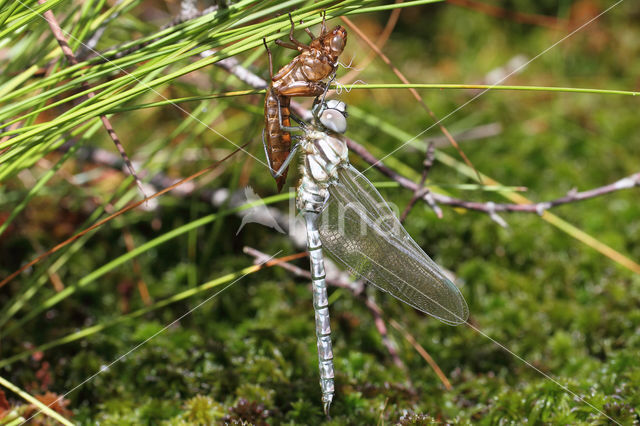 Noordse glazenmaker (Aeshna subarctica)