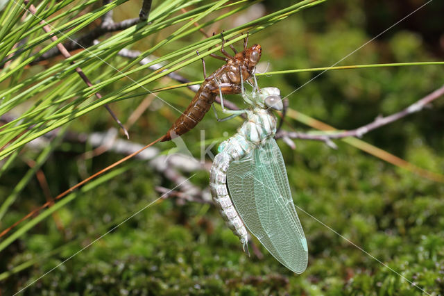 Noordse glazenmaker (Aeshna subarctica)