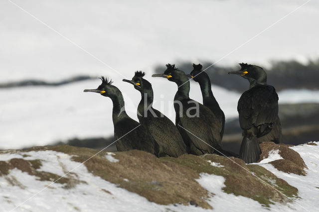 Kuifaalscholver (Phalacrocorax aristotelis)