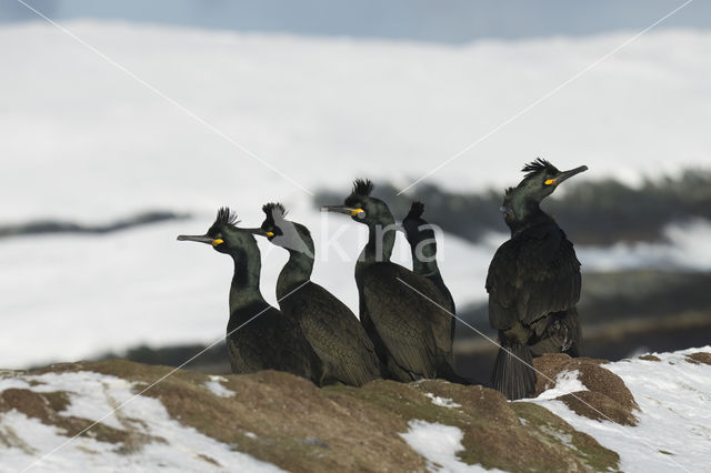 Kuifaalscholver (Phalacrocorax aristotelis)