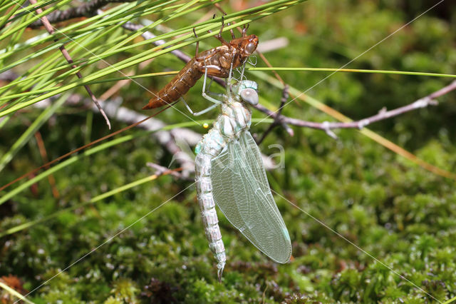 Noordse glazenmaker (Aeshna subarctica)