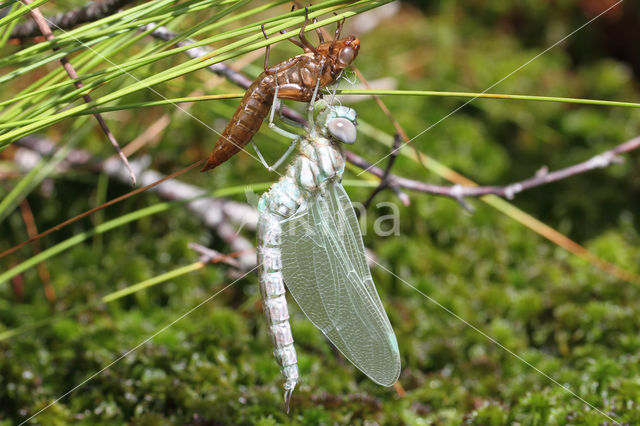 Noordse glazenmaker (Aeshna subarctica)