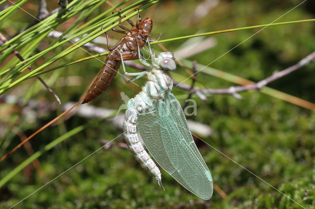 Noordse glazenmaker (Aeshna subarctica)