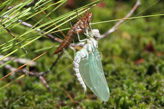 Noordse glazenmaker (Aeshna subarctica)