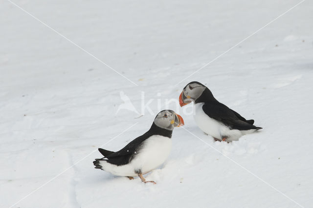 Atlantic Puffin (Fratercula arctica)