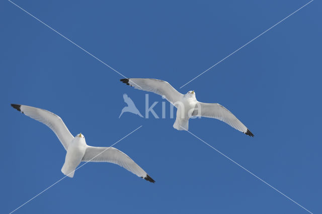 Black-legged Kittiwake (Rissa tridactyla tridactyla)