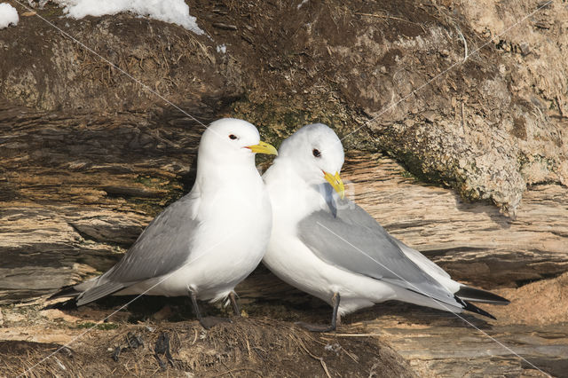 Black-legged Kittiwake (Rissa tridactyla tridactyla)