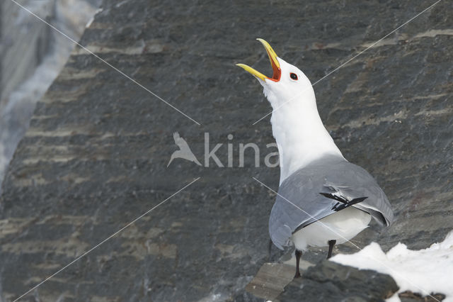 Black-legged Kittiwake (Rissa tridactyla tridactyla)