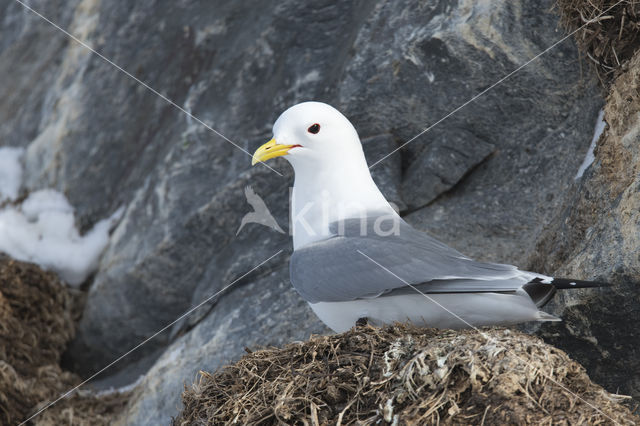 Black-legged Kittiwake (Rissa tridactyla tridactyla)