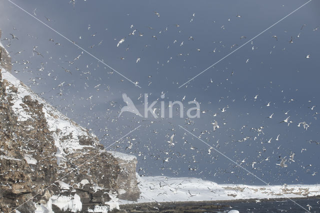 Black-legged Kittiwake (Rissa tridactyla tridactyla)