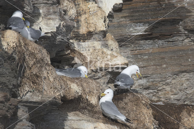 Black-legged Kittiwake (Rissa tridactyla tridactyla)