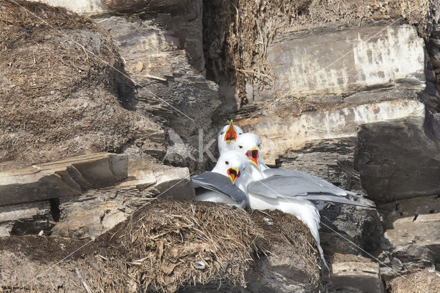 Black-legged Kittiwake (Rissa tridactyla tridactyla)