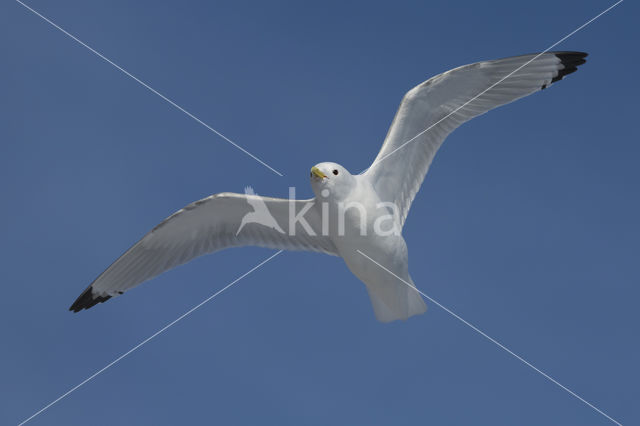 Black-legged Kittiwake (Rissa tridactyla tridactyla)