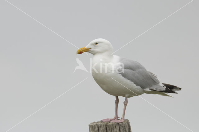 Herring Gull (Larus argentatus)