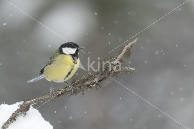 Great Tit (Parus major)