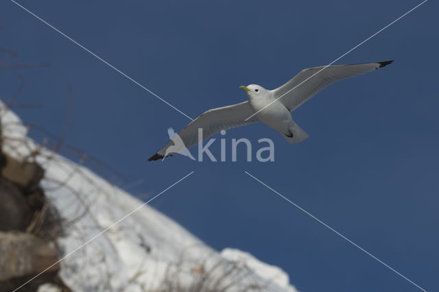 Black-legged Kittiwake (Rissa tridactyla tridactyla)