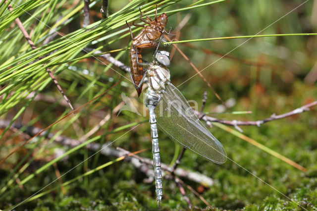 Noordse glazenmaker (Aeshna subarctica)