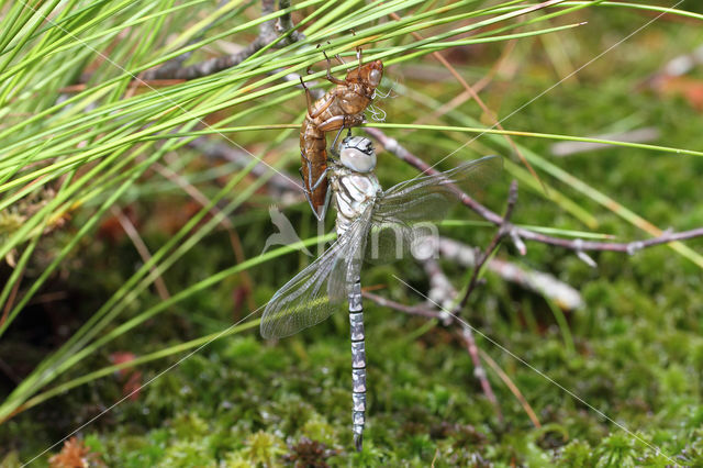 Noordse glazenmaker (Aeshna subarctica)