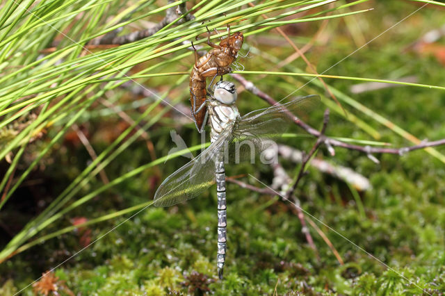 Noordse glazenmaker (Aeshna subarctica)