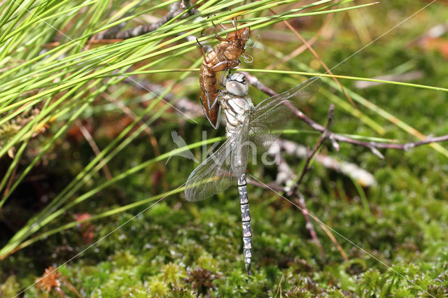 Noordse glazenmaker (Aeshna subarctica)