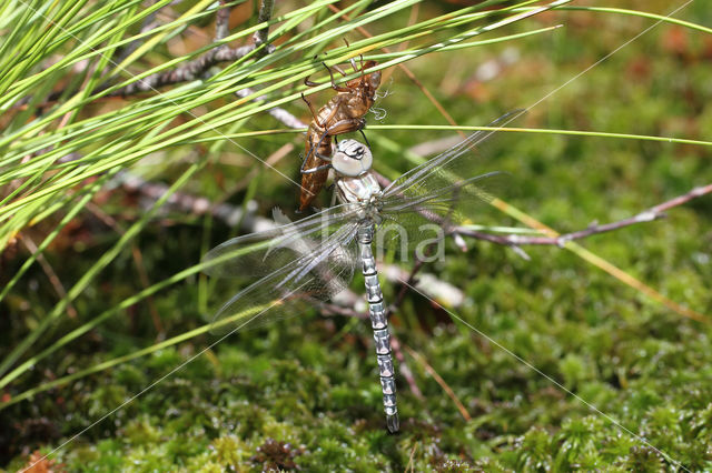 Noordse glazenmaker (Aeshna subarctica)