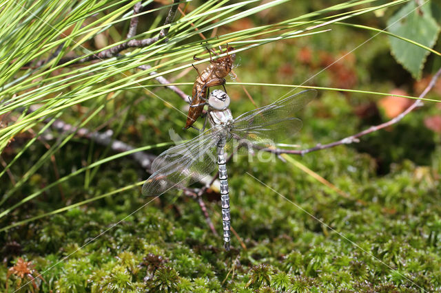 Noordse glazenmaker (Aeshna subarctica)