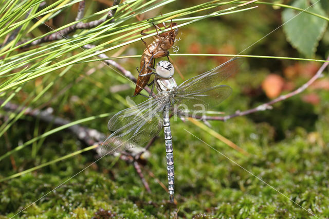 Noordse glazenmaker (Aeshna subarctica)