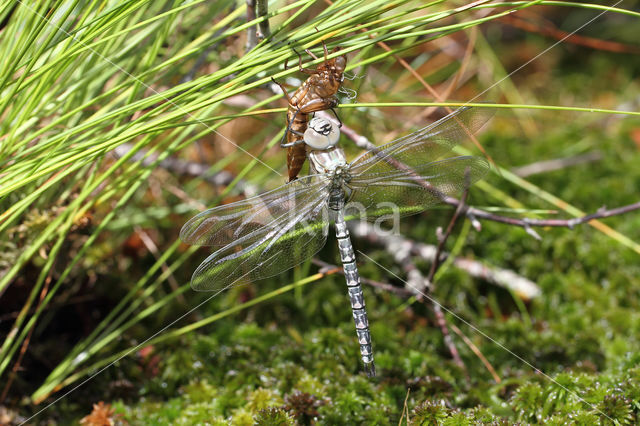 Noordse glazenmaker (Aeshna subarctica)