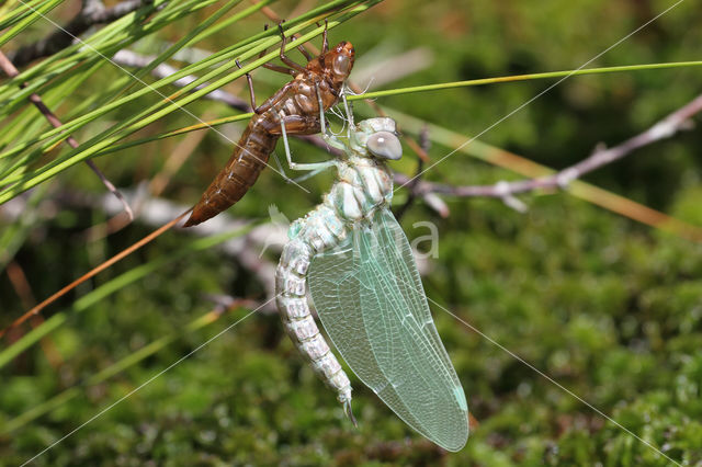 Noordse glazenmaker (Aeshna subarctica)