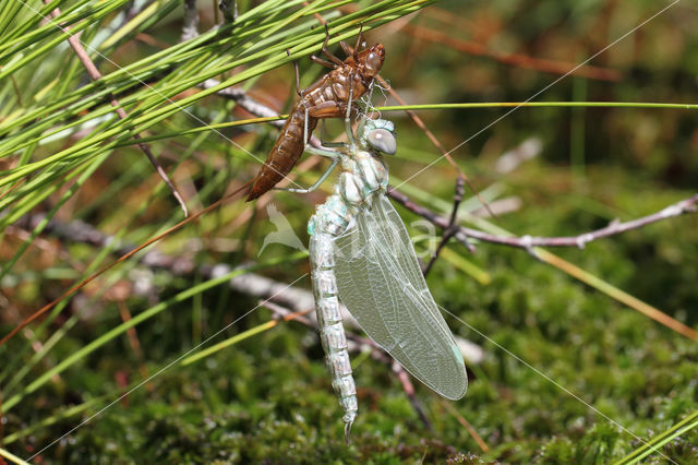 Noordse glazenmaker (Aeshna subarctica)