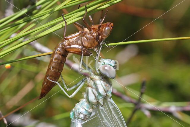 Noordse glazenmaker (Aeshna subarctica)