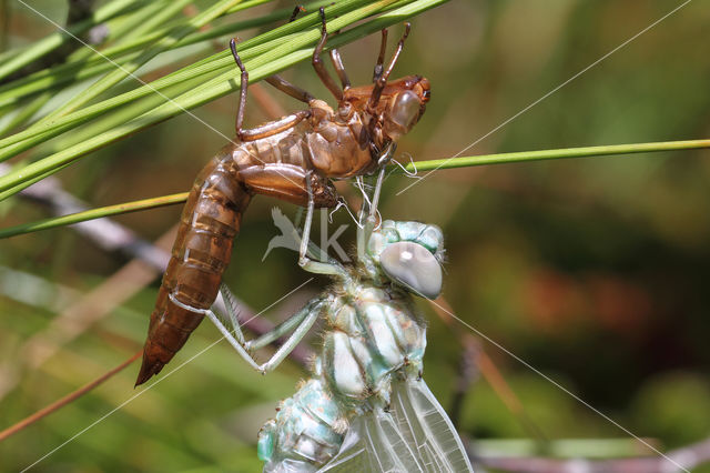 Noordse glazenmaker (Aeshna subarctica)