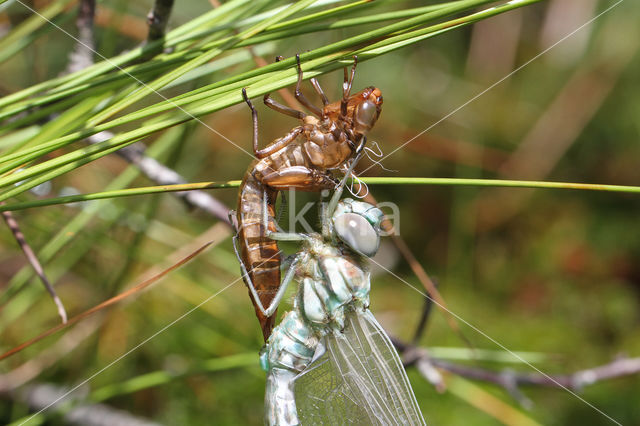 Noordse glazenmaker (Aeshna subarctica)