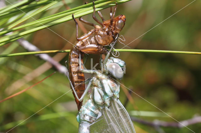 Noordse glazenmaker (Aeshna subarctica)