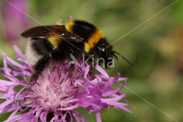 Small garden bumblebee (Bombus hortorum)