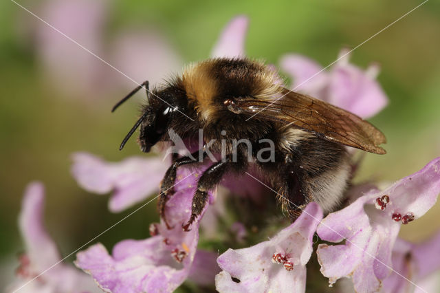 Tuinhommel (Bombus hortorum)