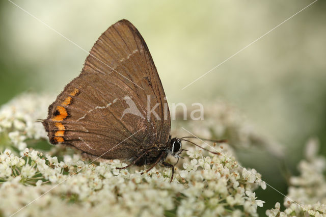 White-letter Hairstreak (Satyrium w-album)