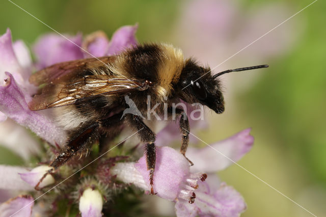Small garden bumblebee (Bombus hortorum)