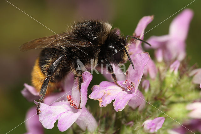 Red-tailed bumblebee (Bombus lapidarius)