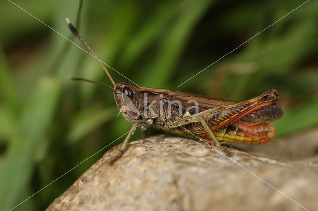 Rufous Grasshopper (Gomphocerippus rufus)