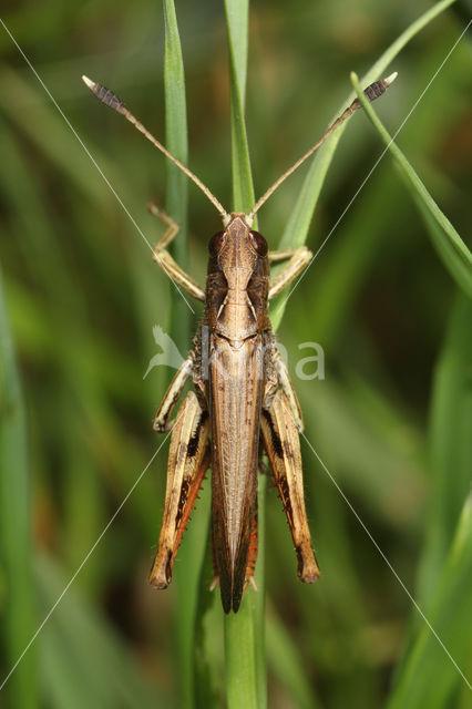 Rufous Grasshopper (Gomphocerippus rufus)