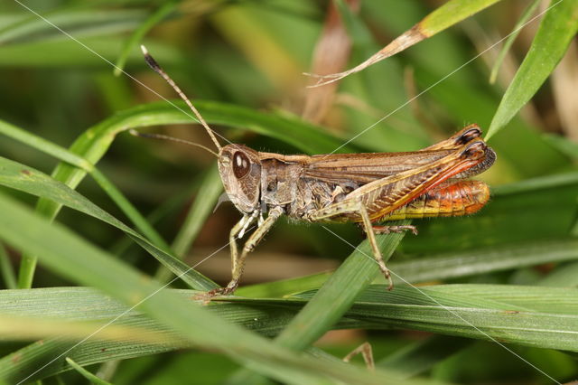 Rufous Grasshopper (Gomphocerippus rufus)