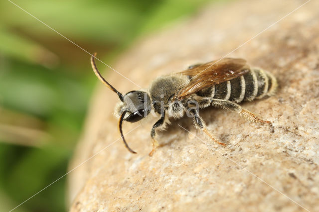 Slurfbij (Rophites quinquespinosus)