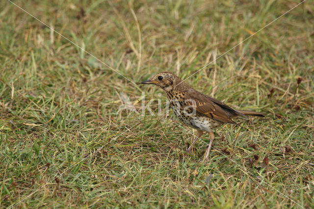 Zanglijster (Turdus philomelos)