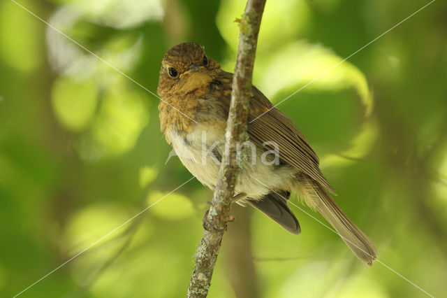 European Robin (Erithacus rubecula)